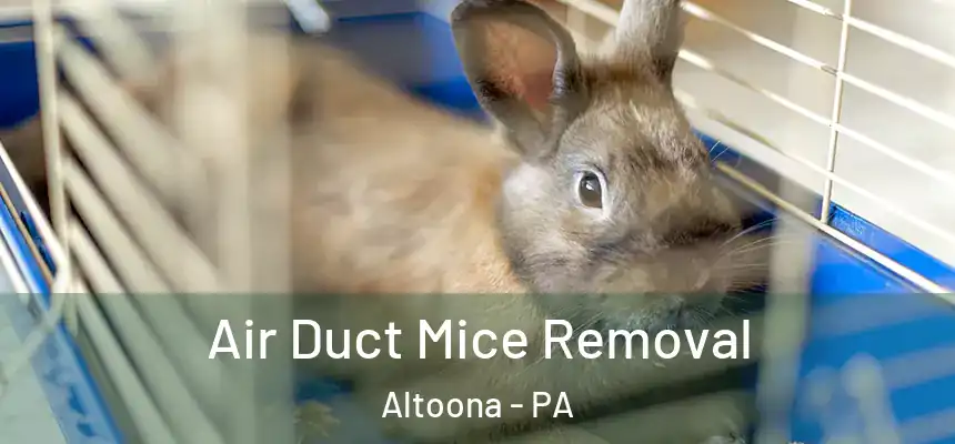  Air Duct Mice Removal Altoona - PA